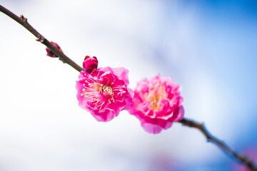 梅の花