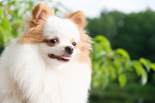 Portrait of a Pomeranian puppy with white fur and red ears. Satisfied dog for a walk against the background of green trees. The dog stuck out its tongue.