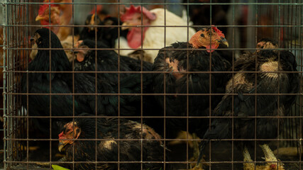 galinhas mercado