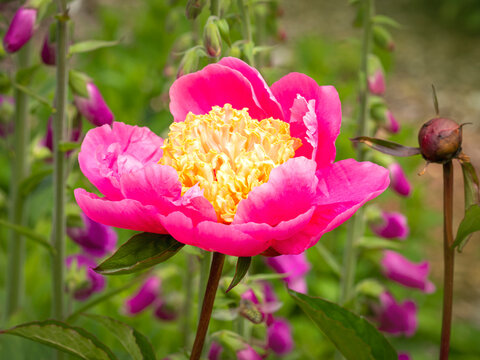 Beautiful Peony flower variety Doreen in a garden