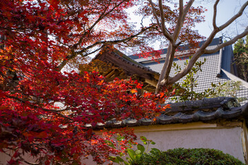 三寶寺（兵庫県丹波市）の紅葉