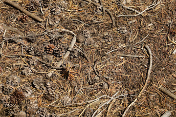 closeup of forest floor mix of pine needles, twigs, pine cones