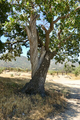 Fototapeta na wymiar twisted oak trunks on the ranch