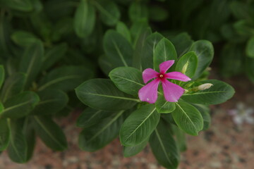flower in the garden