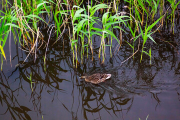 Neighborhood of Verkh-Neyvinsk, Novouralsk. June 2022
Окрестности Верх-Нейвинска, Новоуральск. Июнь 2022 год. 