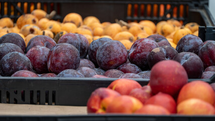 fruta
