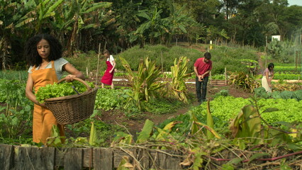 Urban farmers working on small community agriculture. Group of people growing vegetables together