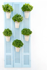 Blue shutters with green flowers in pots on it on white background