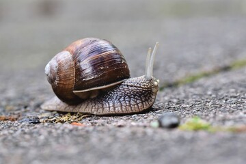 snail on a leaf