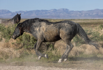 Beautiful Wild Horse in the Utah Desert in Springtime