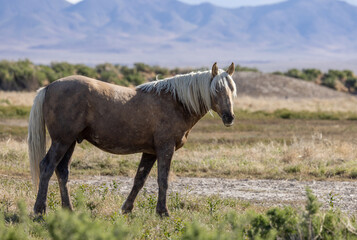 Obraz na płótnie Canvas Beautiful Wild Horse in the Utah Desert in Springtime