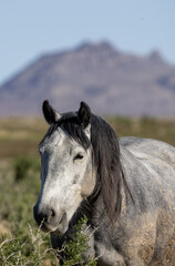 Fototapeta premium Beautiful Wild Horse in the Utah Desert in Springtime