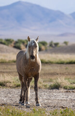 Obraz premium Beautiful Wild Horse in the Utah Desert in Springtime