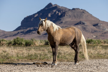 Beautiful Wild Horse in the Utah Desert in Springtime