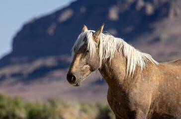 Fototapeta na wymiar Beautiful Wild Horse in the Utah Desert in Springtime