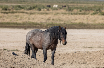 Beautiful Wild Horse in the Utah Desert in Springtime