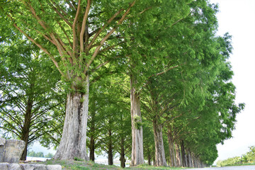 滋賀県、マキノ、マキノピックランド、メタセコイヤ、メタセコイヤの並木道、メタセコイヤ並木道、新緑、初夏、ドライブ