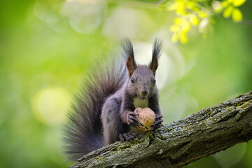 Close-up of a black squirrel on the tree brunch - Powered by Adobe