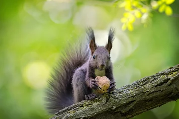 Foto auf Alu-Dibond Nahaufnahme eines schwarzen Eichhörnchens auf dem Baumbrunch © viktoriya89