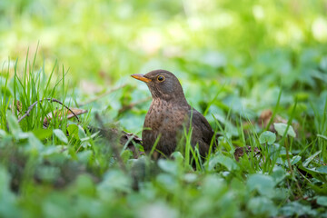 A famale of black thrush bird on the meadow