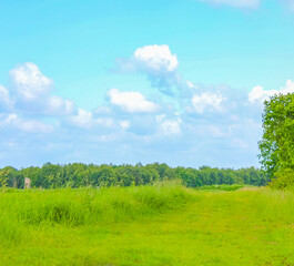 North German agricultural field forest trees nature landscape panorama Germany.