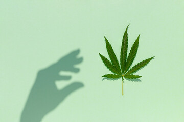Creative concept with Marijuana leaf and shadow against pastel green background. Flat lay. Minimal cannabis concept.