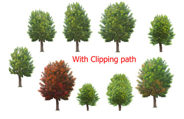A collection of trees in a tropical Asian forest on a colored background with clipping path. Easy to apply.
