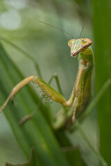 praying mantis on leaf