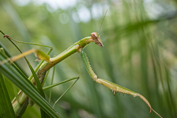 green praying mantis
