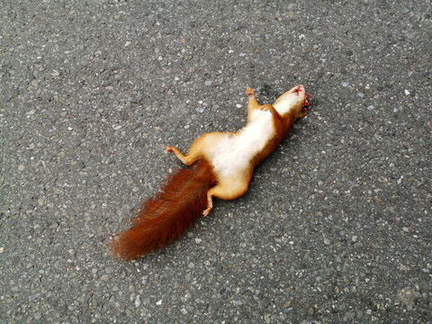 Totes Eichh&ouml;rnchen auf grauem Asphalt in der Detmolder Stra&szlig;e in Oerlinghausen bei Bielefeld am Hermannsweg im Teutoburger Wald in Ostwestfalen-Lippe