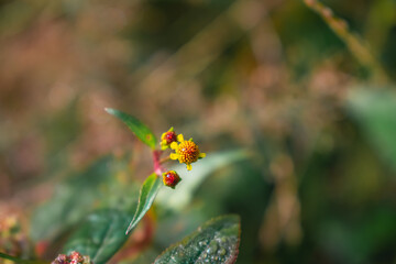Acmella is a genus of plants in the aster family, Asteraceae, described as a genus in 1807. It is native to the Americas and has been introduced to Asia, Africa, the Pacific islands, and Australia.