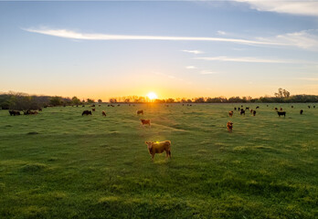 Cow in the field looking at the camera, while standing behind a beautiful sunset.