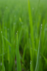 Plakat dew on grass