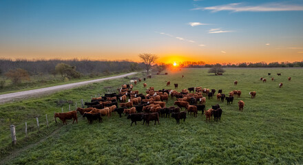Aerial view of cows loose in the field during the summer at sunset.