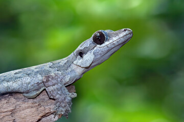 Flying gacko on a branch, Animals closeup