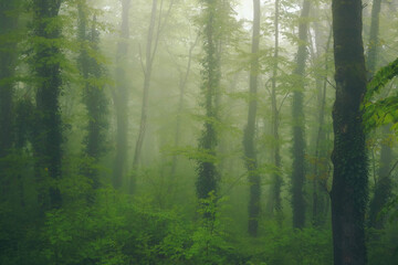 Obraz premium Fog in green forest in the mountains. Forest panorama landscape.