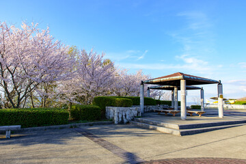 香川県高山航空公園の桜景色