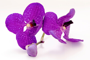Thai orchid flowers on a white background