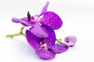 Thai orchid flowers on a white background