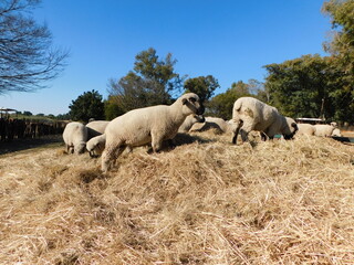 Obraz na płótnie Canvas Hampshire Down Ewe sheep standing on and around a heap of hay while eating the hay from the pile on a sunny winter's day under a clear blue sky