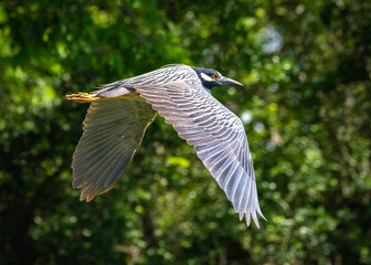 Yellow-crowned Night-Heron in flight along Clear Creek in Pearland, Texas!