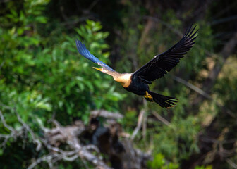 Anhinga in flight at the James B Harrison Foundation Long Point Ranch!