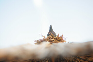 A pigeon is sitting on a straw umbrella
