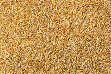 Raw Organic Dry Brown Rice