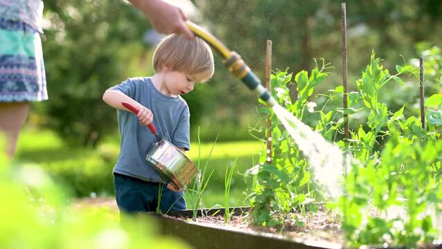 Cute toddler boy watering chives in the garden at summer day. Child using watering can on sunny day. Mommys little helper.