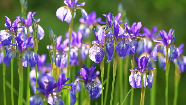 Purple iris flowers blossoming on a flower bed in the park on sunny summer evening. Beauty in nature.