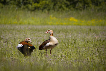 red billed stork in grass. birds in field