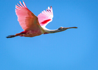 Roseate Spoonbill flying over Resoft Park in Alvin, Texas! - obrazy, fototapety, plakaty