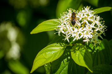 bee on small white flower