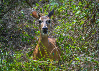 White-tailed Deer hiding in the brush along the nature trail in Pearland, Texas!